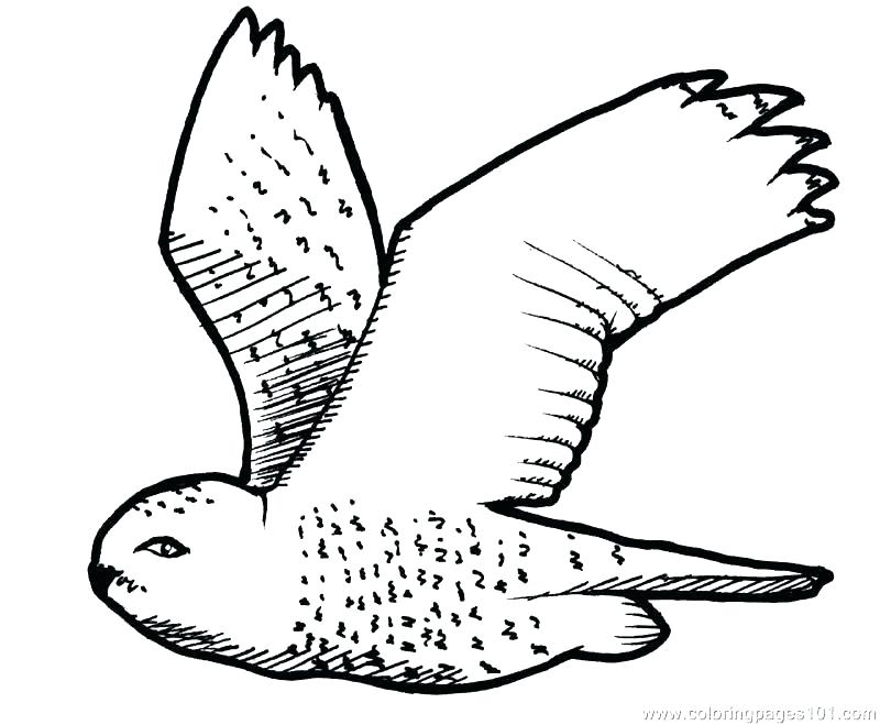800x659 Colouring Pages Birds Nest