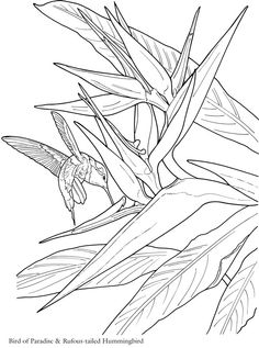 236x317 Bird Of Paradise Flower Coloring Page Super Coloring Stained