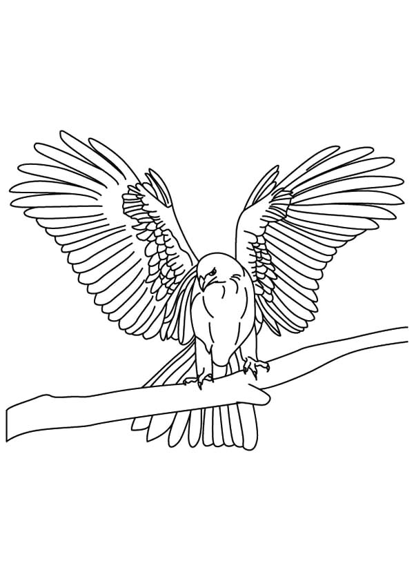 600x842 Falcon Bird Netart