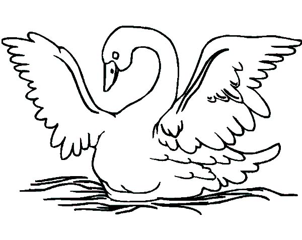 600x477 Swans Spread Her Wings Coloring Pages Batch Coloring