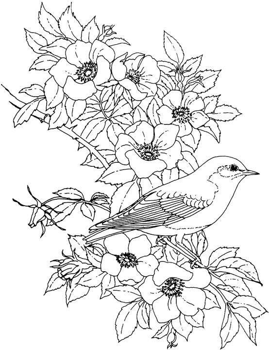 Birds And Flowers Coloring Pages