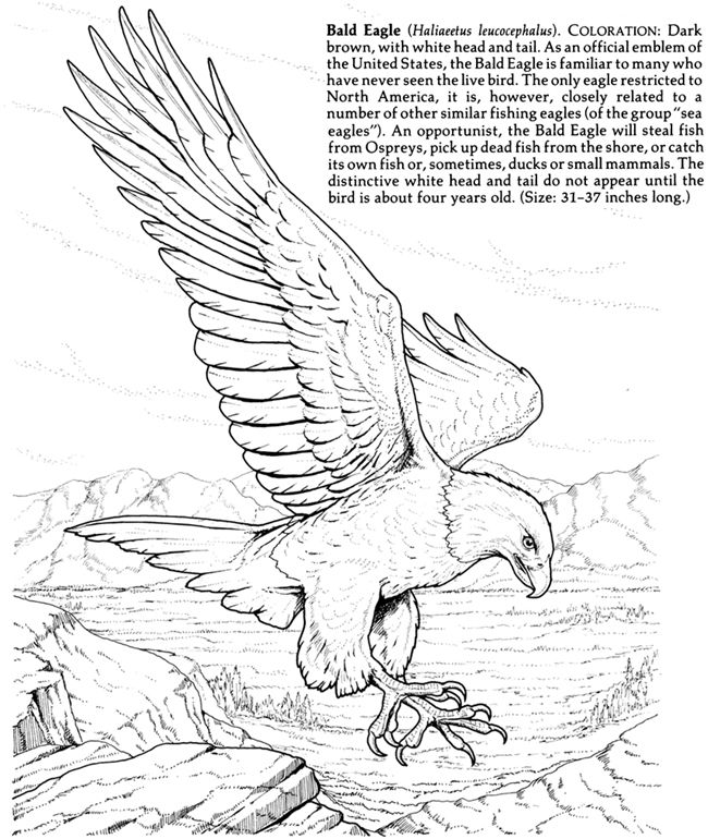 Birds Of Prey Coloring Pages