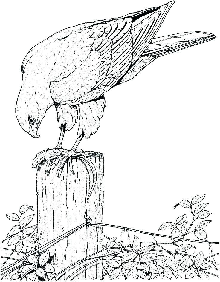 736x944 Coloring Pages Birds Of Prey Flying Bird Coloring Pages Flying