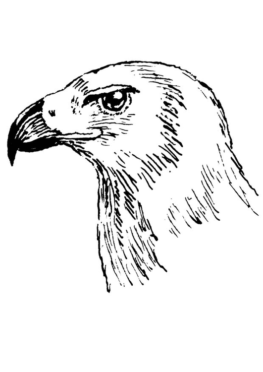 531x750 Coloring Page Bird Of Prey
