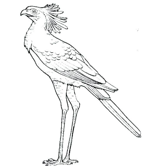 520x564 Free Coloring Pages Of Birds Of Prey Free Coloring Pages Of Birds