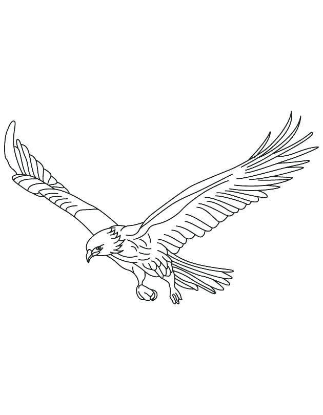 630x810 Hawk Coloring Pages Printable Coloring Pages