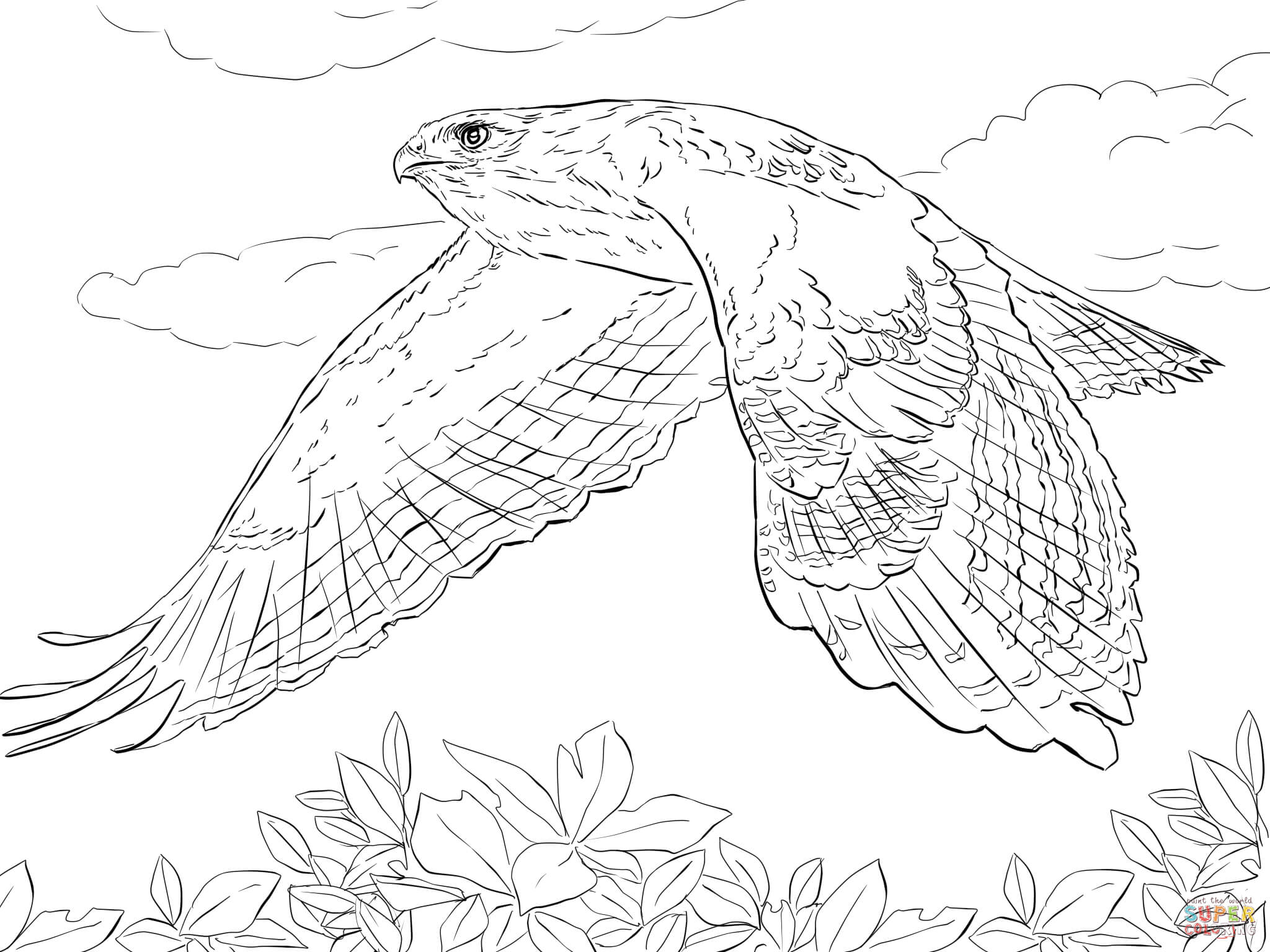 2048x1536 Red Tailed Hawk In Flight Coloring Page Free Printable With Pages
