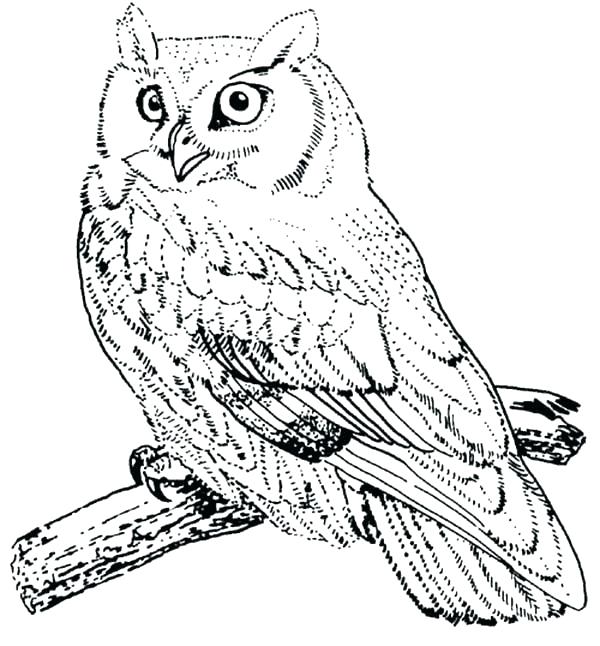 600x646 Birds Of Prey Coloring Pages Usedauto.club