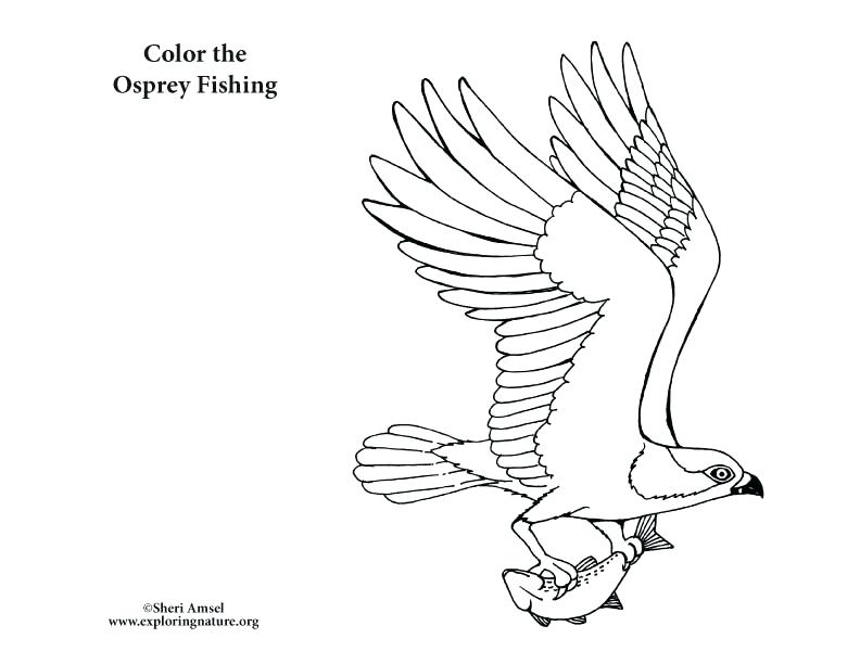 792x612 Coloring Chickadee Coloring Page Birds Of Prey Color Pages