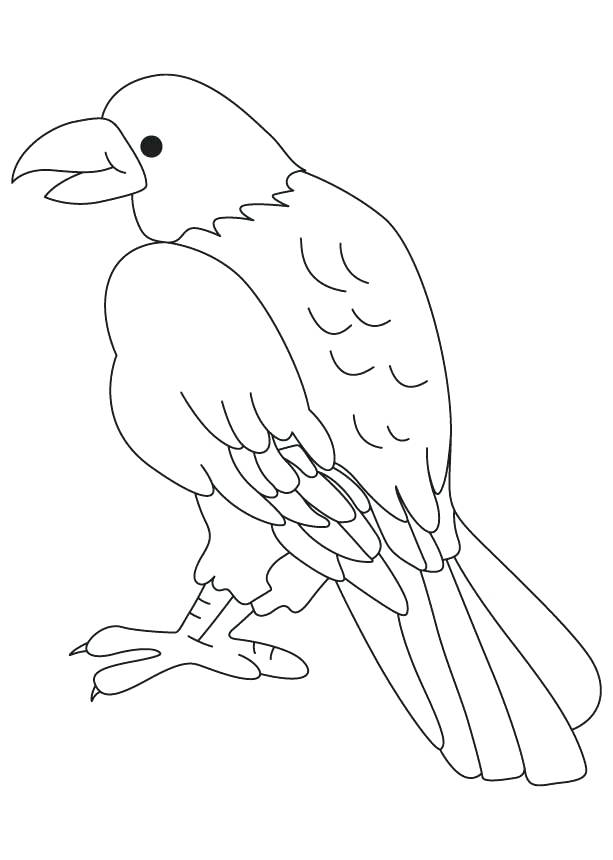 613x860 Birds Of Prey Coloring Pages Birds Of Prey Coloring Pages