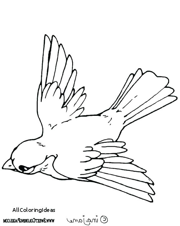576x720 Birds Of Prey Coloring Pages Eagle Ng Pages Ng Page Of An Eagle