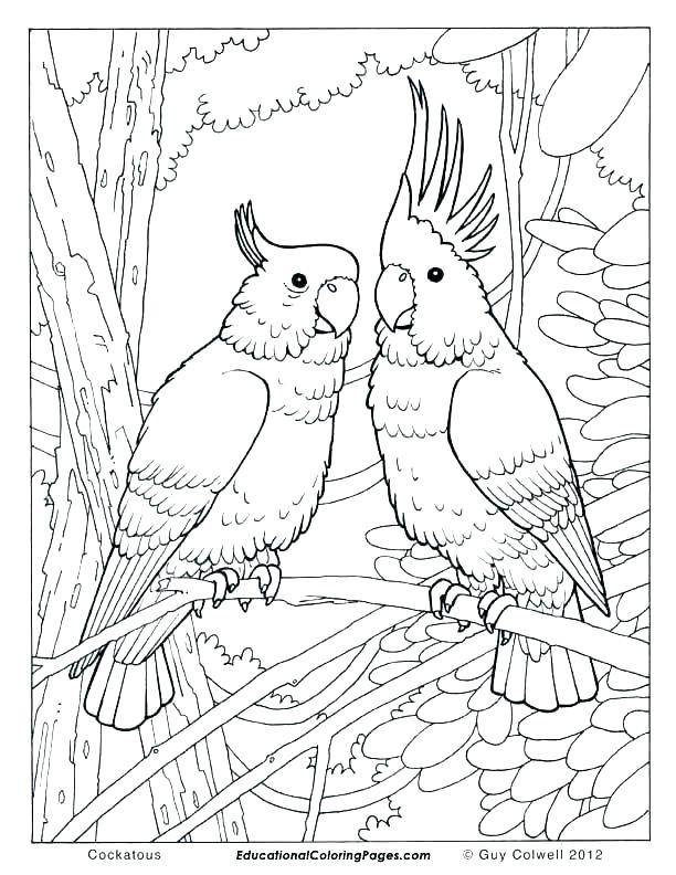612x792 Birds Of Prey Printable Coloring Pages Easy Bird Coloring Pages