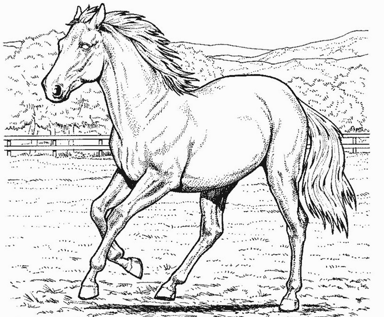 769x634 Horse Coloring Page Amp Coloring Book