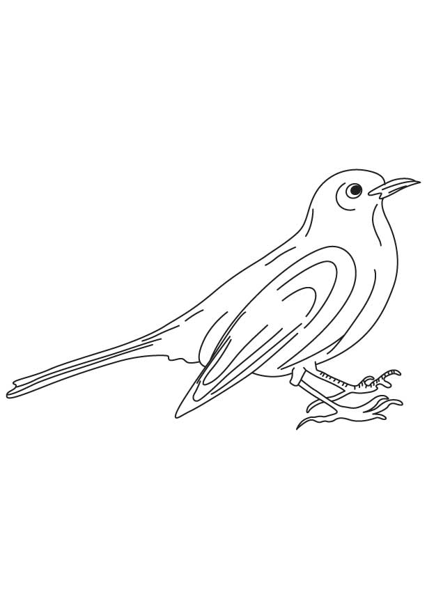 613x860 Eurasian Blackbird Coloring Page Coloring 3 Free