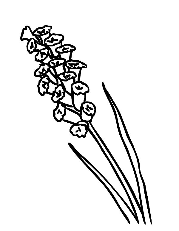 600x776 Canary Island Lavender Flower Coloring Pages