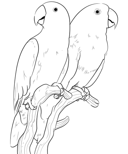 425x510 Pet Bird, Parrot, Finch Amp Canary Coloring Pages Coloring Pages