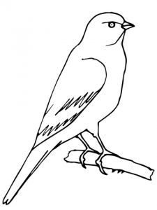 225x300 Photos Of Canary Coloring Pages