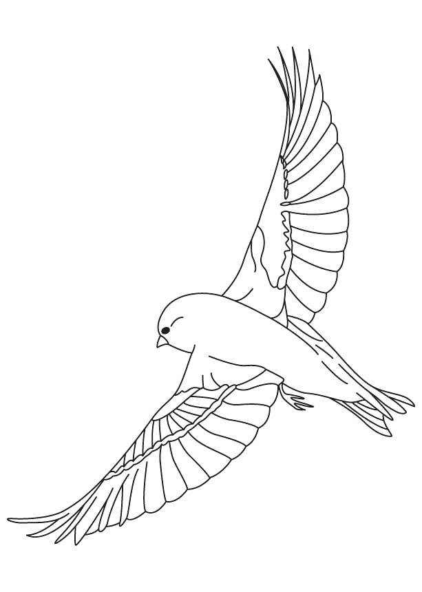 613x860 Black Canary Coloring Pages Canary Bird Female Canary Bird
