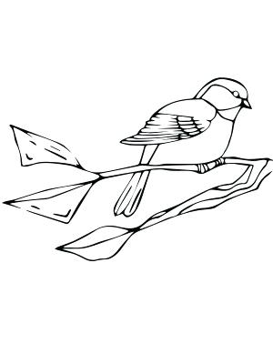 300x400 Black Capped Chickadee Coloring Page Black Capped Chickadee