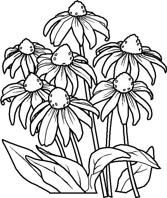 539x639 Coloring Pages Coloring Pages (Printables) Flowers