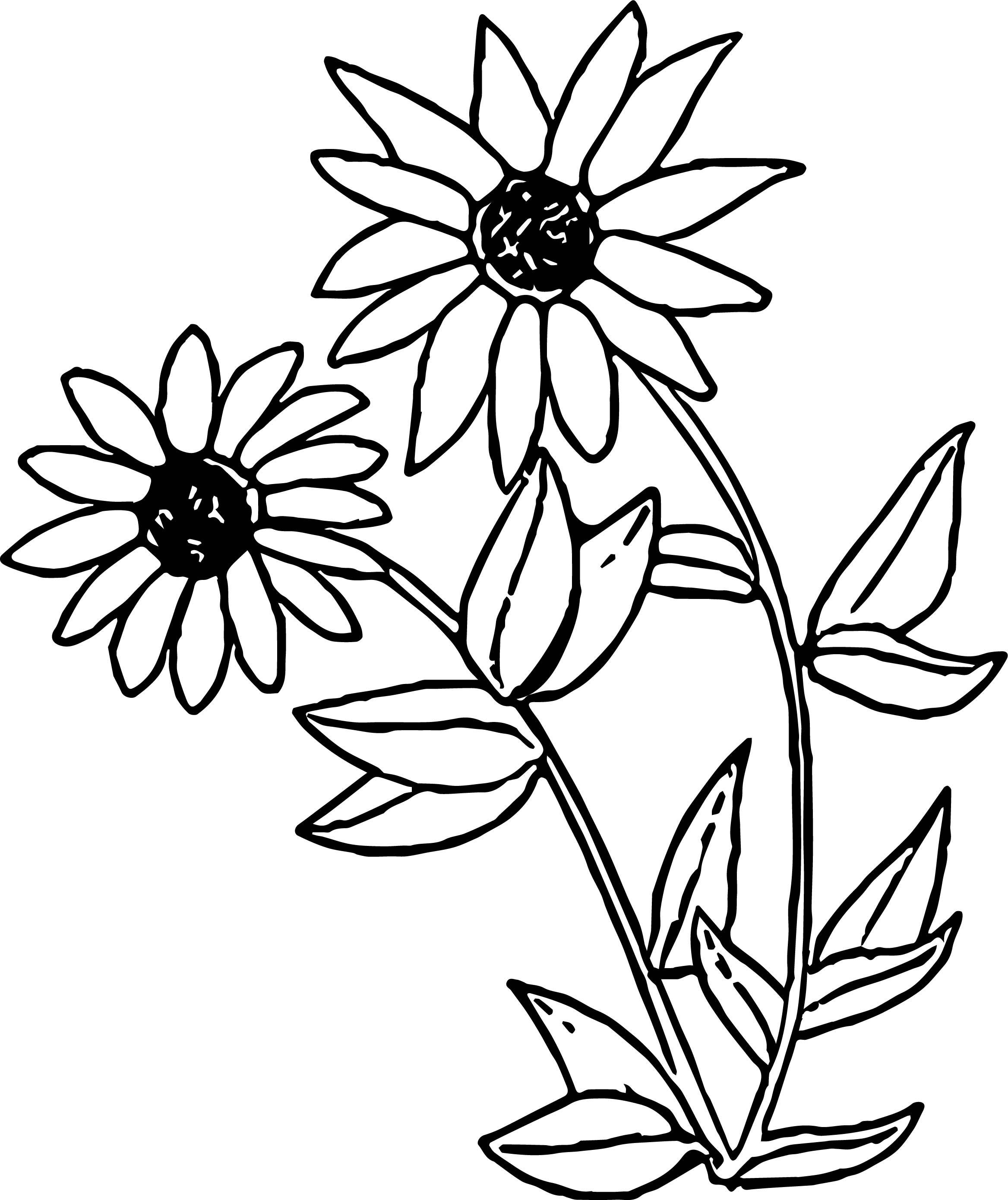 2335x2779 Awesome Black Eyed Susan Flower Coloring Page Wecoloringpage Image