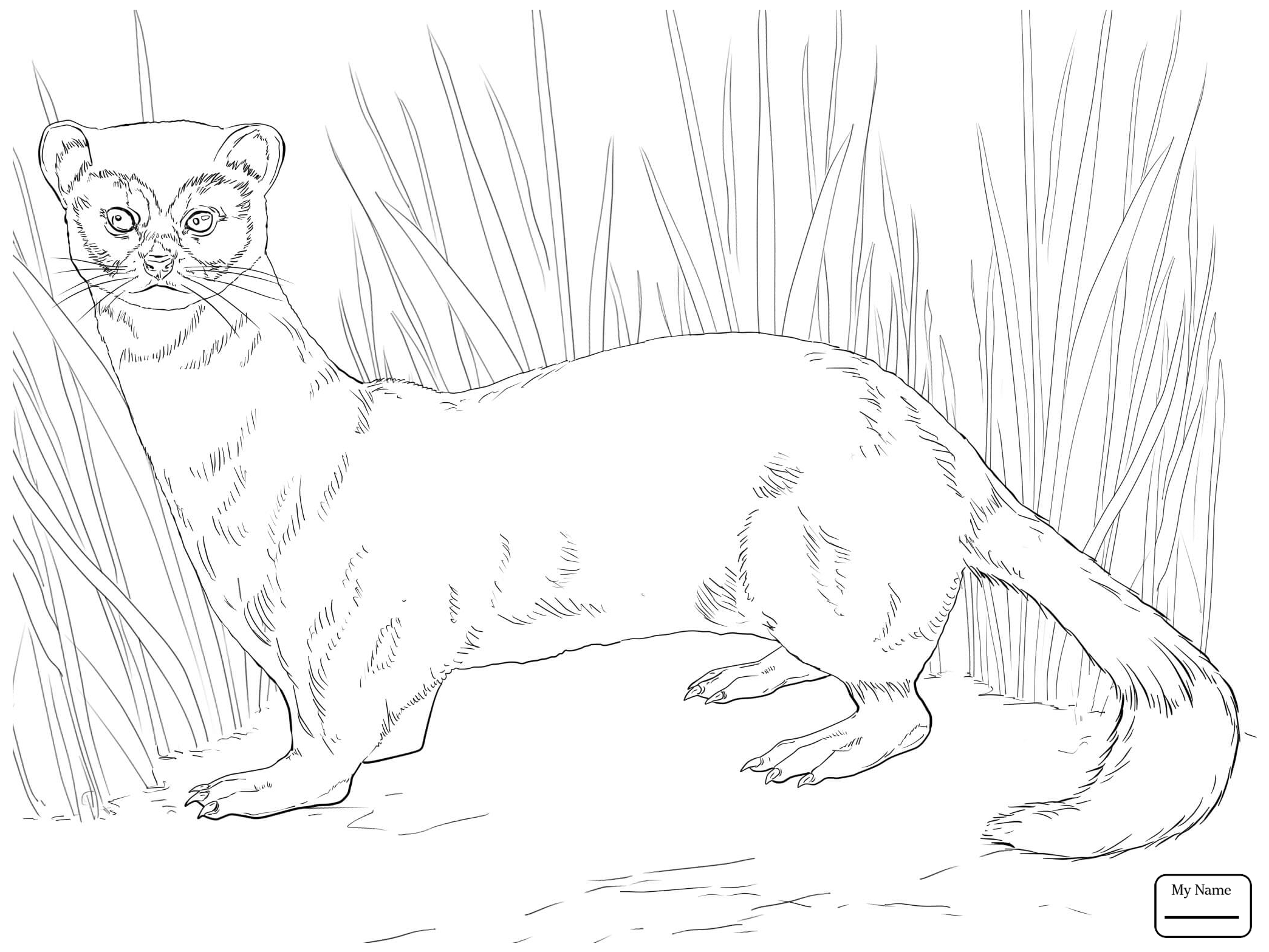 2089x1567 Ferret Coloring Page Amazing Pages