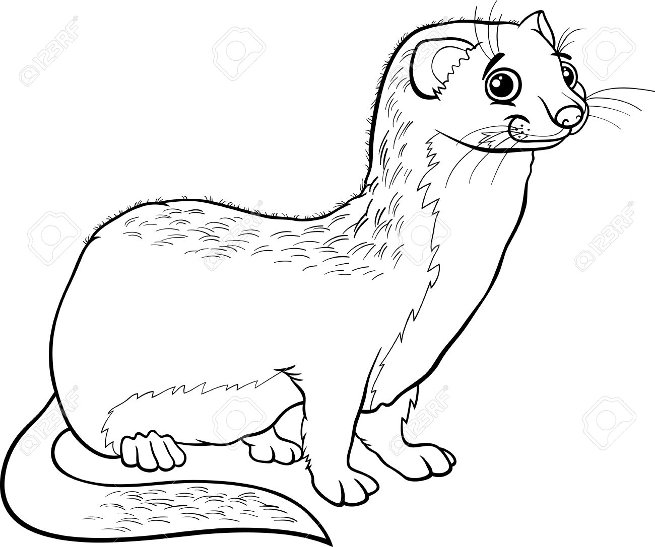 1300x1087 Ferret Coloring Pages