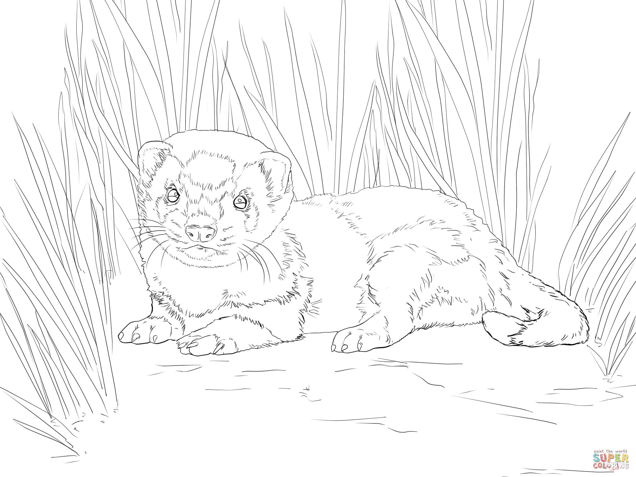 2048x1536 Ferret Coloring Pages