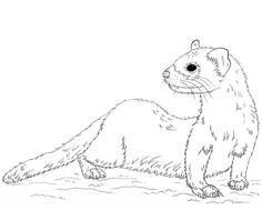 236x189 Ferrets Coloring Pages For Kids Ferret