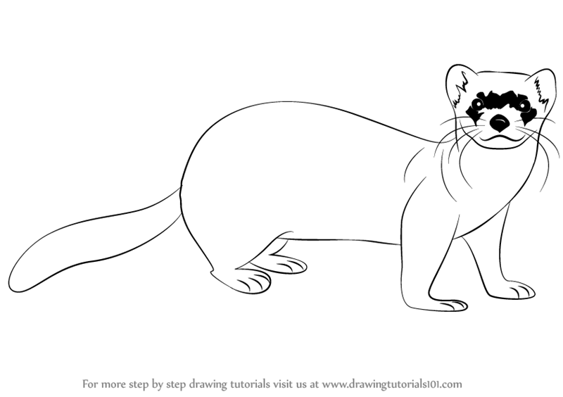 800x564 Learn How To Draw A Black Footed Ferret (Wild Animals) Step By