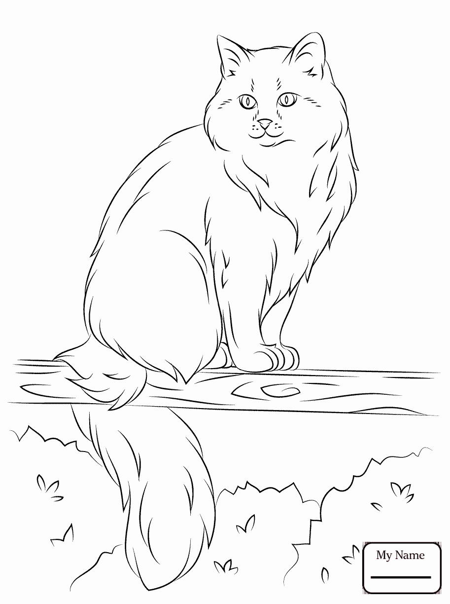 913x1224 Mammals Recent Black Footed Ferret Recent Coloring Pages For Kids