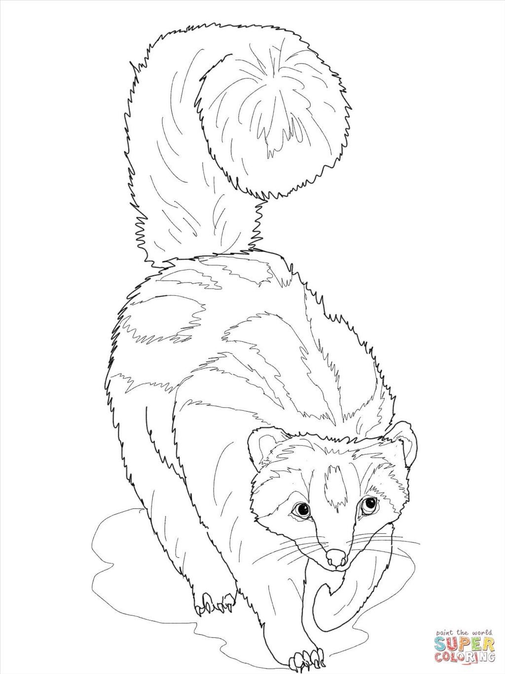 1024x1365 New Ferret Page To Color Gallery Printable Coloring Sheet