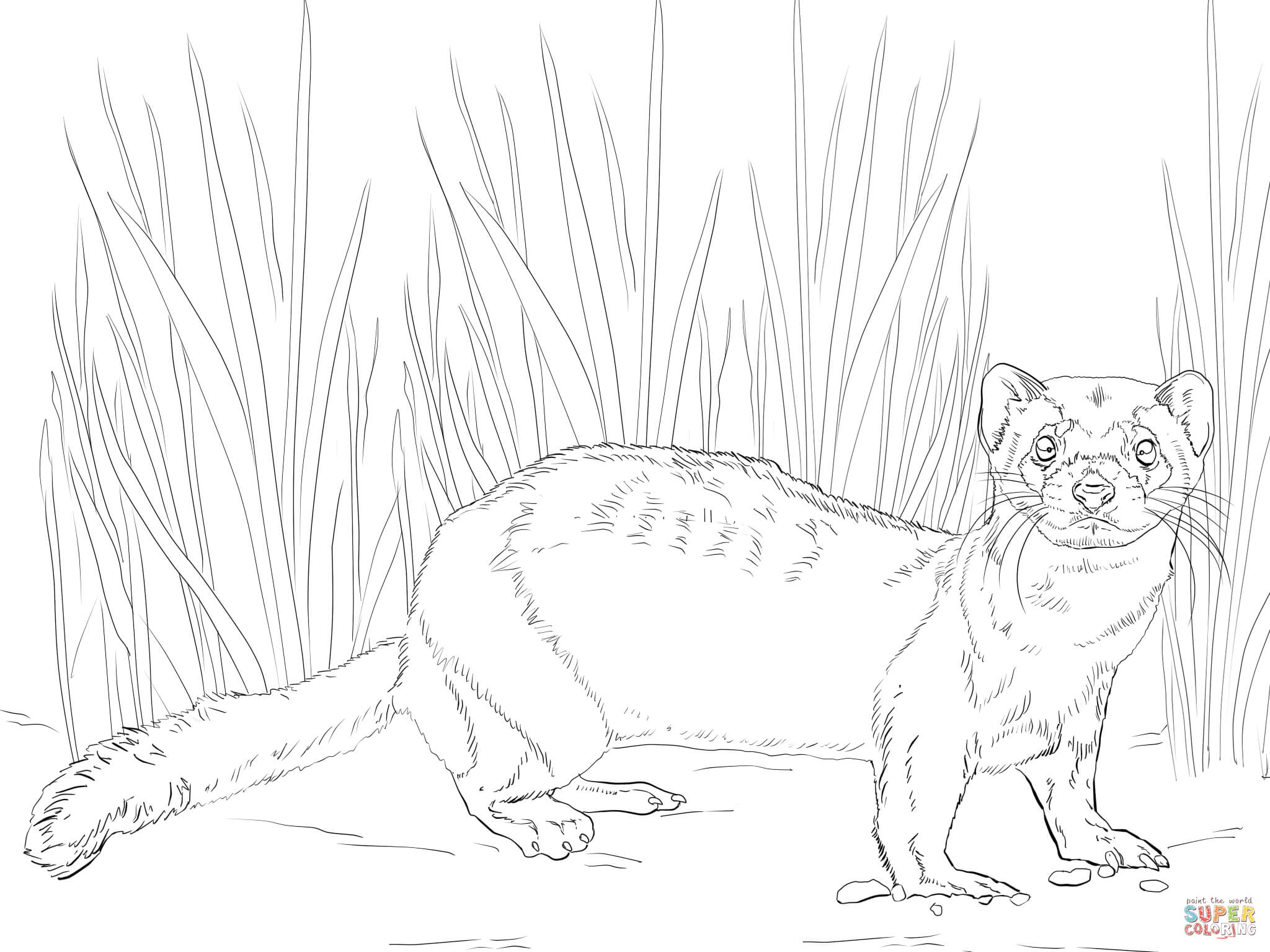 2048x1536 Black Footed Ferret Coloring Page