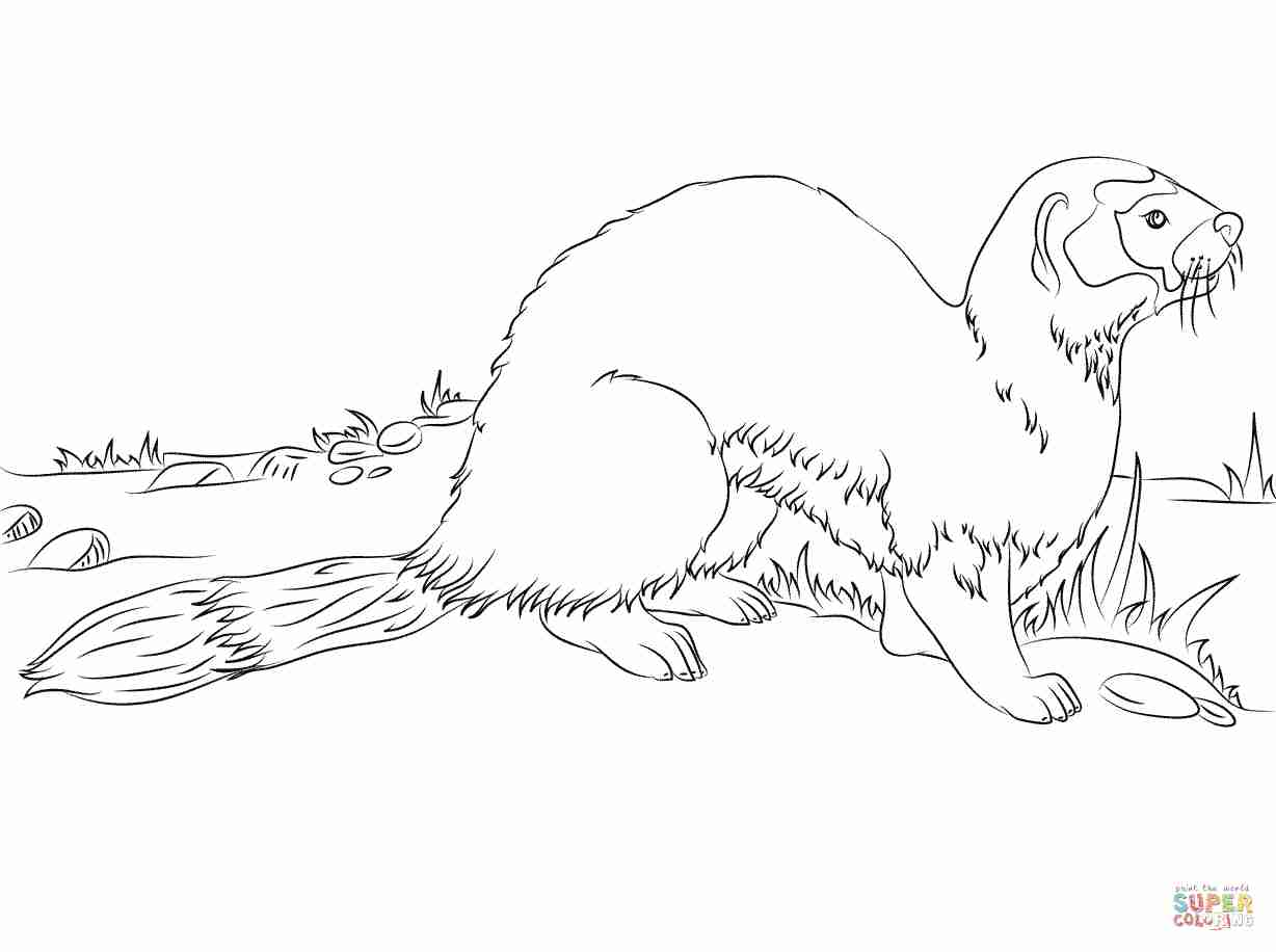 1228x916 Black Footed Ferret Coloring Page Free Printable Pages Adorable