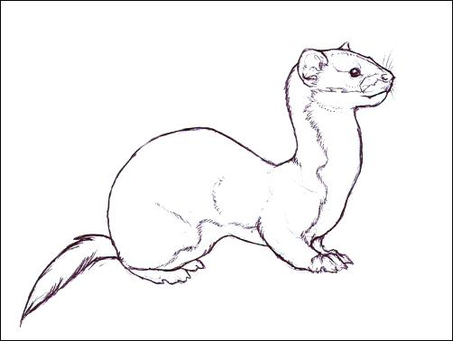 502x378 Black Footed Ferret Coloring Pages Printable Coloring Ferret