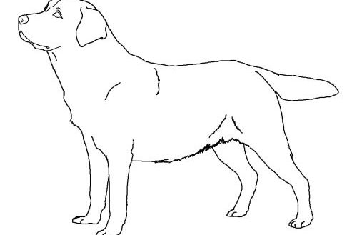 Black Lab Coloring Pages