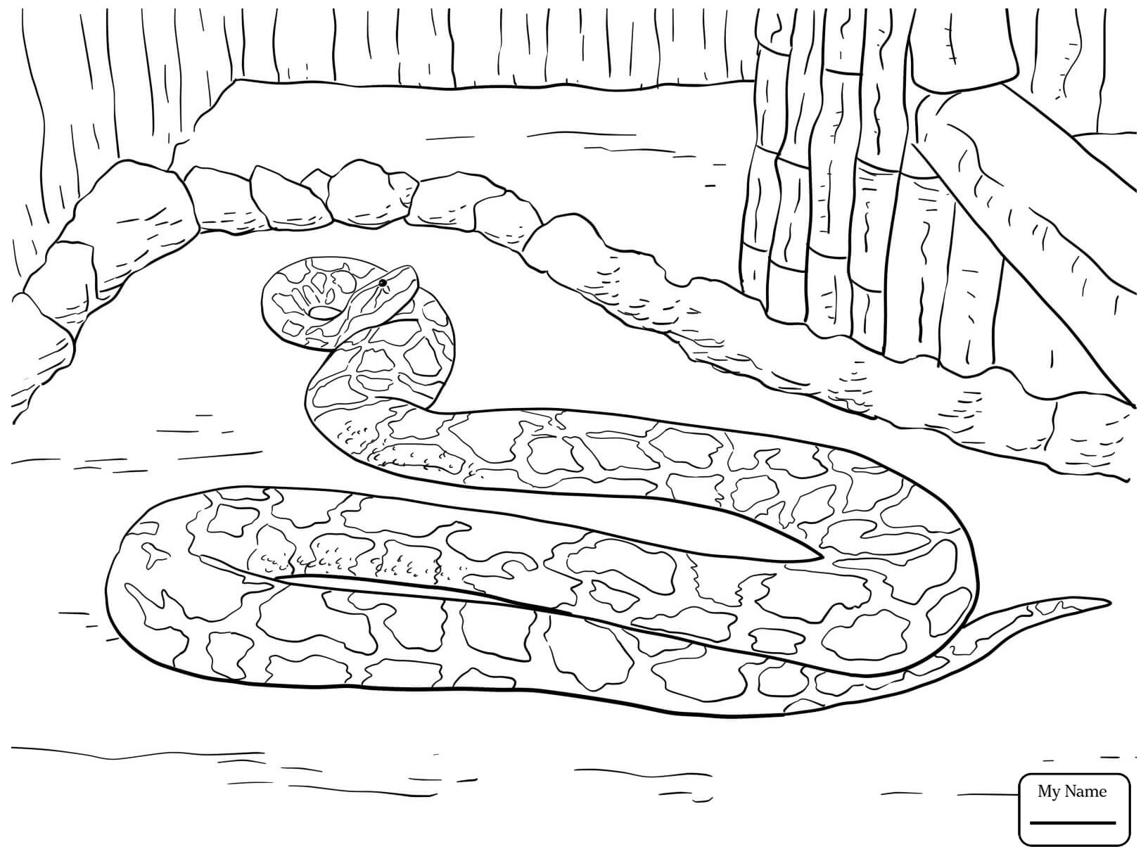 1632x1224 Fascinating Black Mamba Coloring Pages For Miss Bindergarten