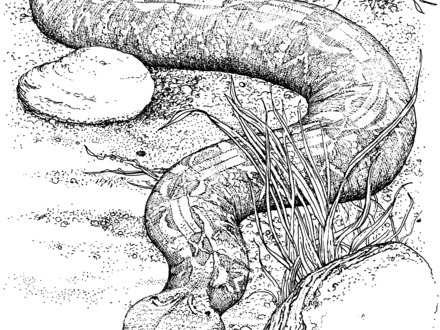 440x330 Black Mamba Coloring Page Free Printable Coloring Pages, Black
