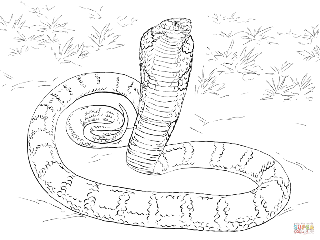 1024x768 Black Mamba Coloring Pages