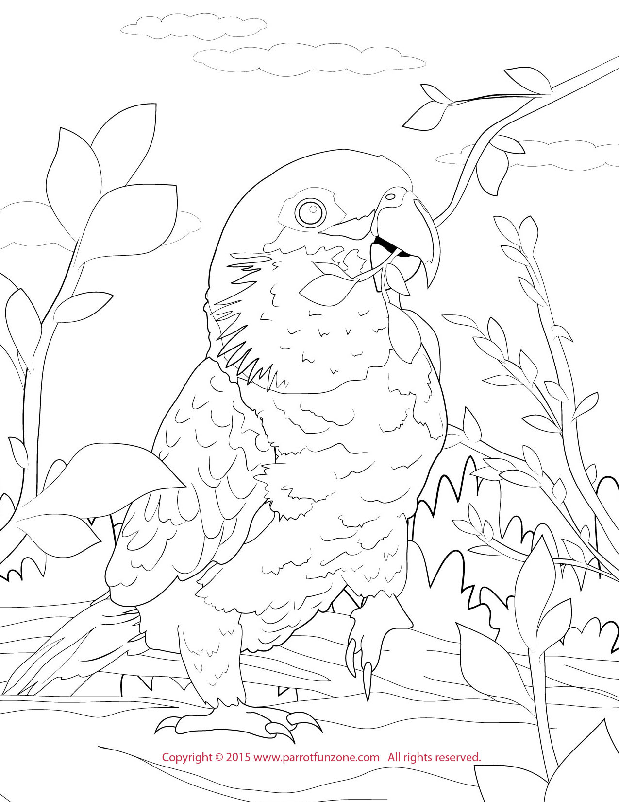 1275x1650 Black Headed Caique