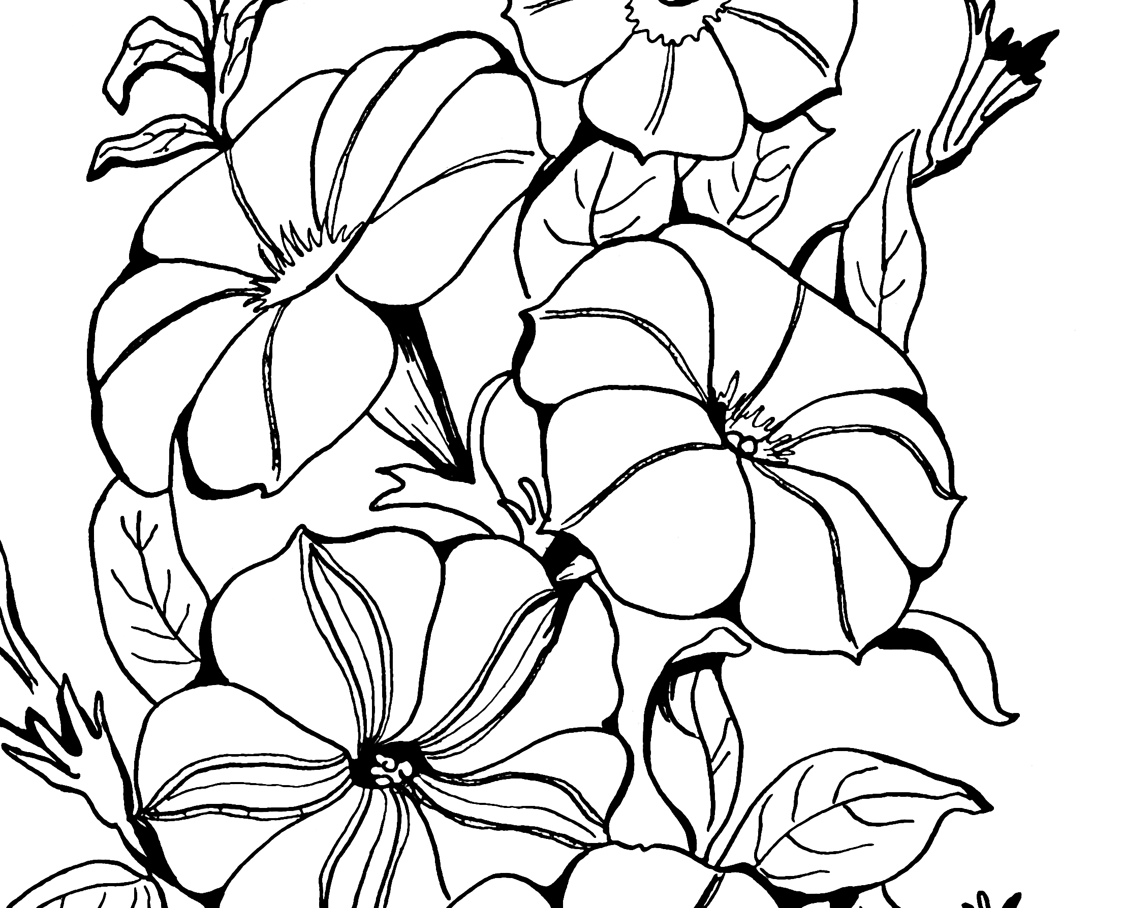 2208x1788 Adult Coloring Page Petunias!