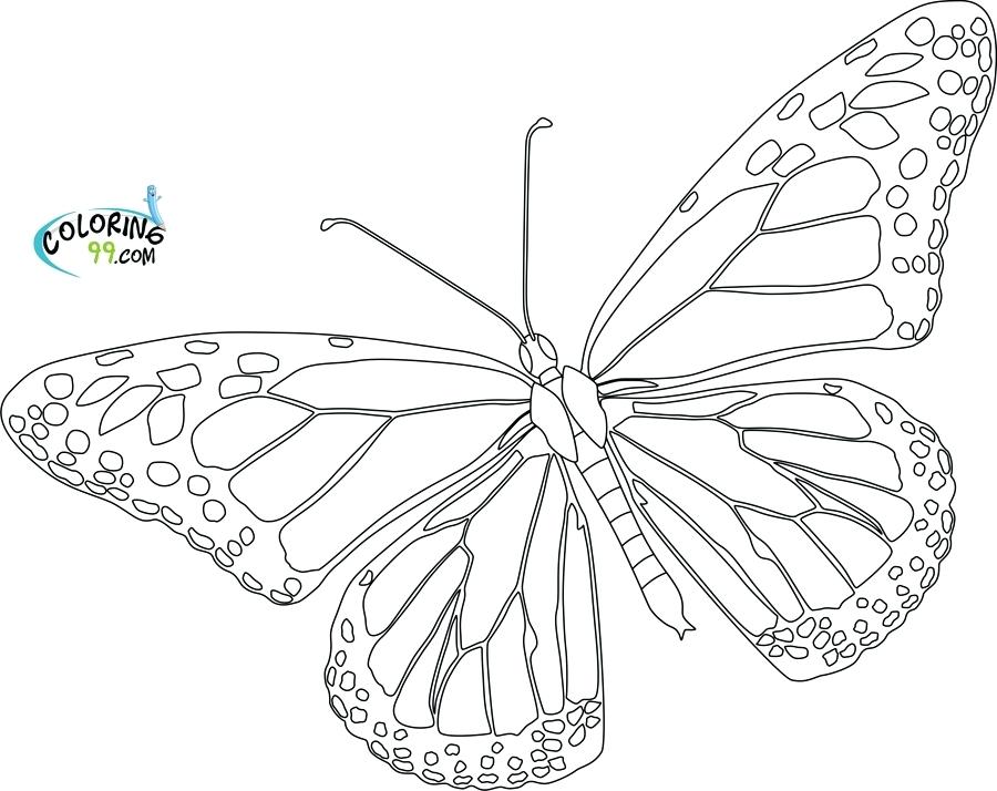 900x714 Best Photos Of Blank Butterfly Template Printable Butterfly