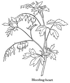 236x278 Bloemen En Planten