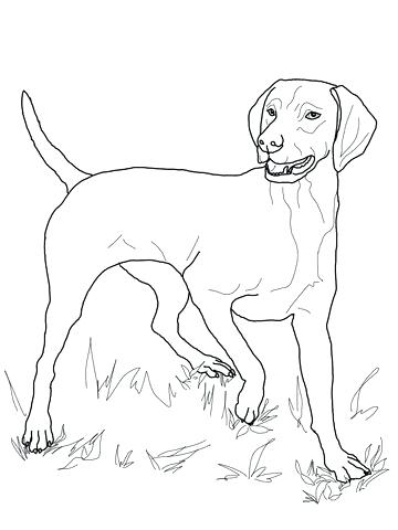360x480 Bloodhound Coloring Pages Border Collie Coloring Pages Border