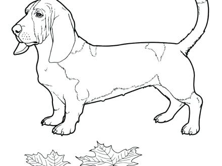 440x330 Basset Hound Coloring Pages Bloodhound Basset Hound Colouring Page