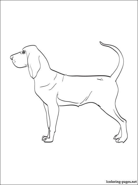 560x750 Bloodhound At Bloodhound Coloring Pages