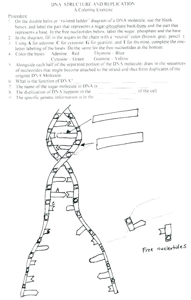 618x969 Coloring Pages Blood Cell Coloring Pages Plant Parts Coloring