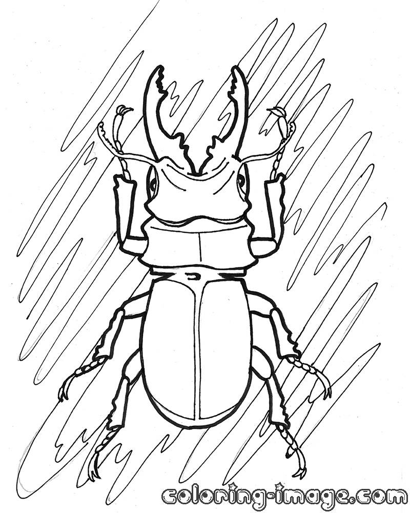 800x1000 Coloringor Kids Beetle Pages Blue Insect Toddlers Insects