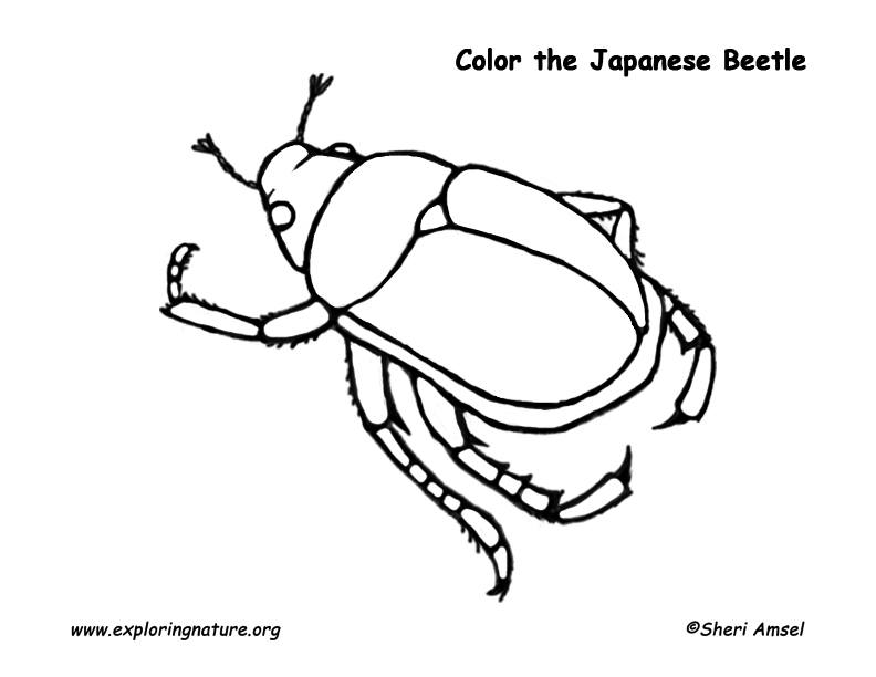 792x612 Beetle Coloring Page