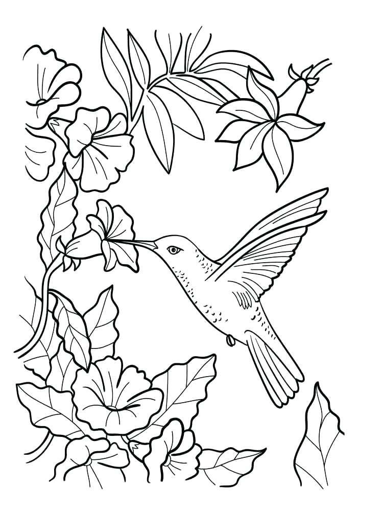 750x1000 Bird Coloring Pages Humming Bird Coloring Page Blue Bird Coloring